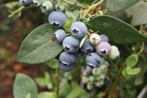 Memilih Buah Blueberry Berkualitas Tinggi untuk Roti Selai Blueberry yang Lezat